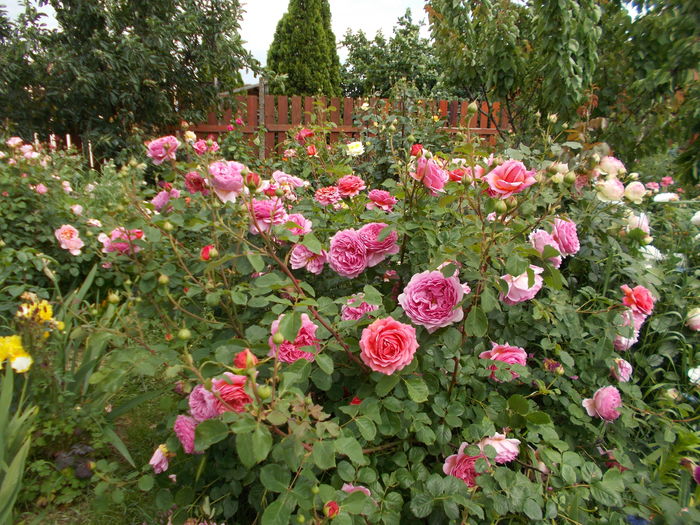 DSCN5231 - Princess Alexandra of Kent