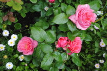 are o floare imensa, roz cald - trandafiri necunoscuti