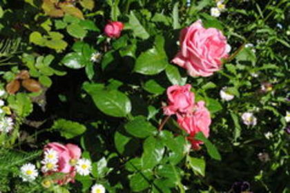 necunoscut (Floribunda)7 - trandafiri necunoscuti