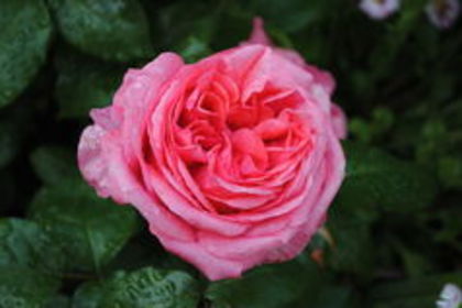 necunoscut (Floribunda)8 - trandafiri necunoscuti