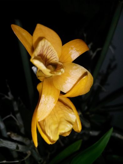 dendro n firebird 2016.05.24 2