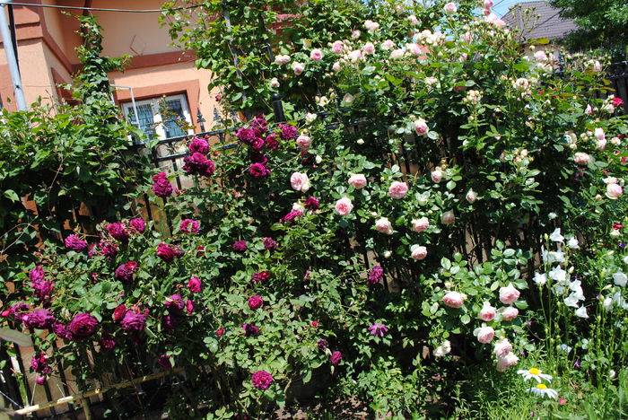 23 mai - 2016 gradina mea