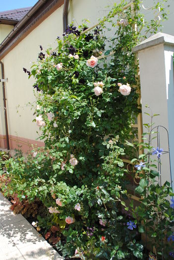 23 mai - 2016 gradina mea