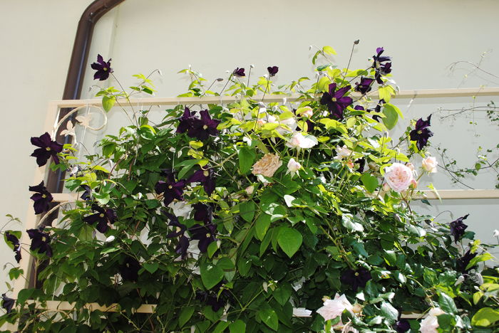 23 mai - 2016 gradina mea