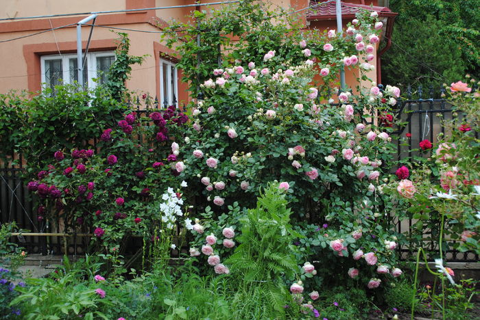 23 mai - 2016 gradina mea