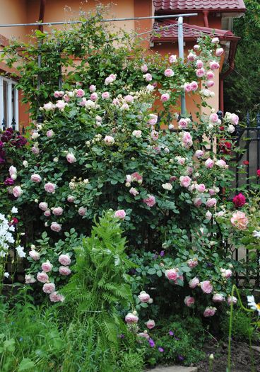 23 mai - 2016 gradina mea