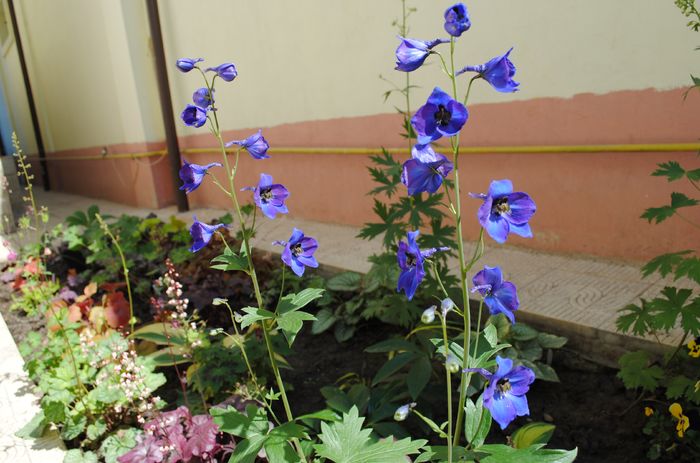 nemtisor peren