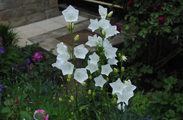 campanula persicifolia Alba