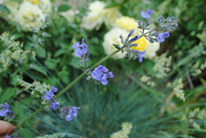 Nepeta faassenii Walkers Low - 2016 plantele mele II
