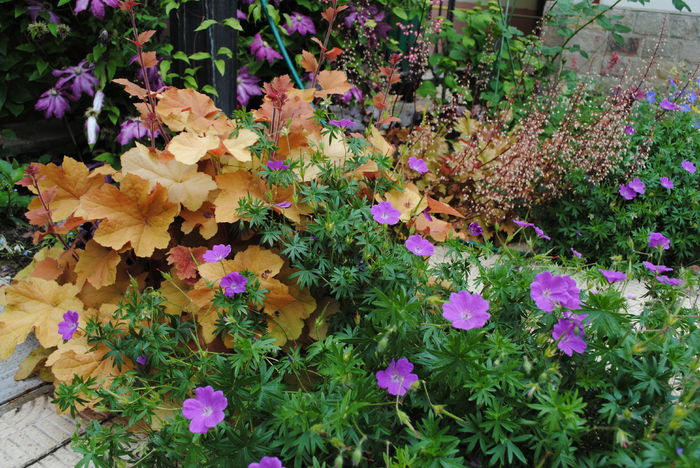 heuchera caramel+geranium sanguineum Rosa
