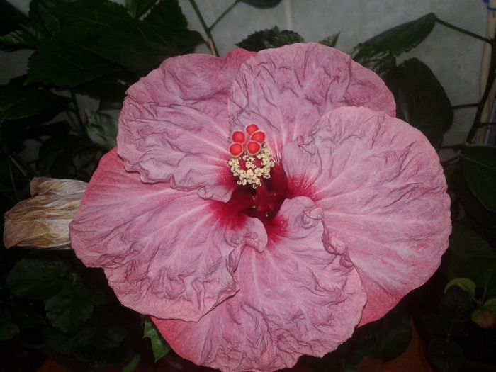 20160524_172429 - Hibiscus Twilight Glow