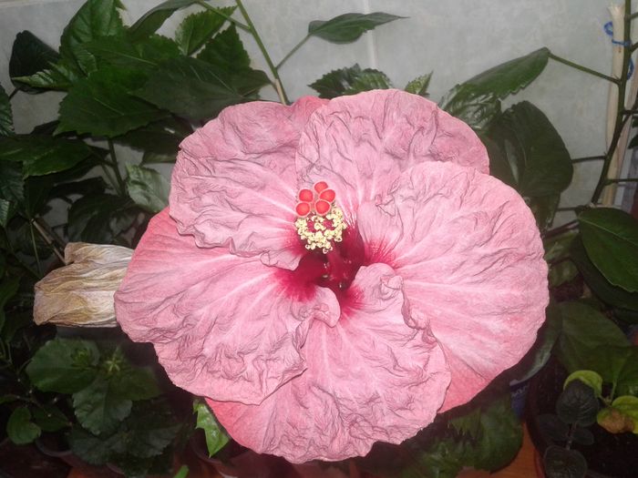 20160524_172426 - Hibiscus Twilight Glow