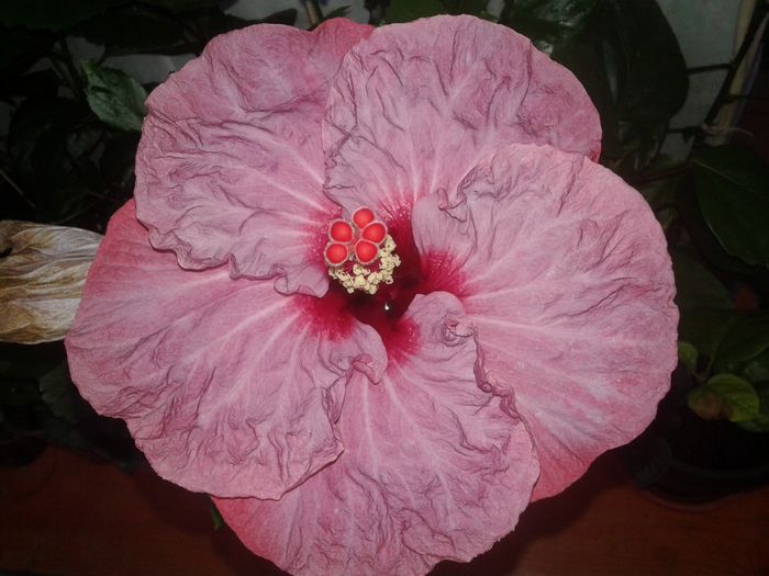 20160524_172421 - Hibiscus Twilight Glow