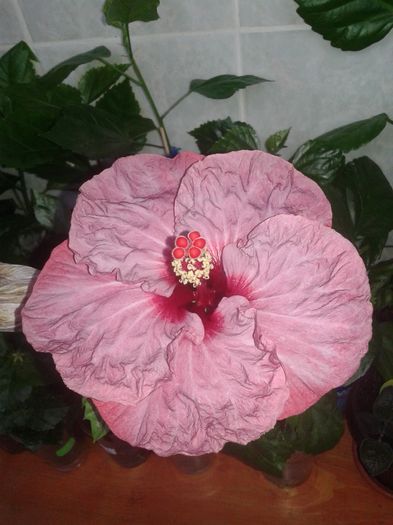 20160524_172409 - Hibiscus Twilight Glow