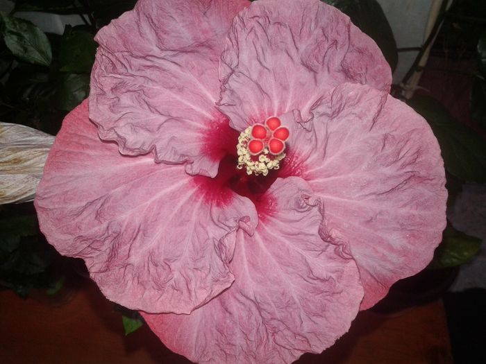 20160524_172358 - Hibiscus Twilight Glow