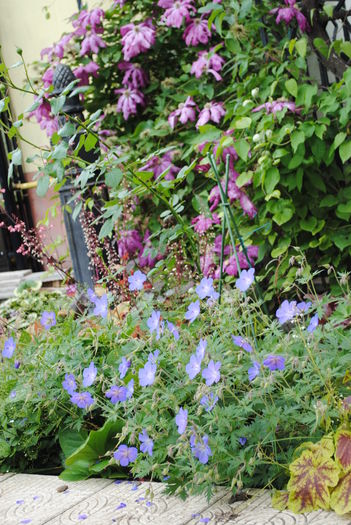 23 mai - 2016 gradina mea