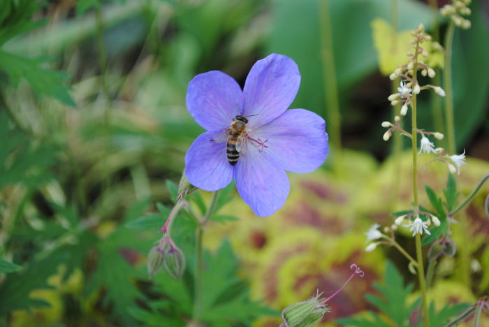geranium johnsons-blue