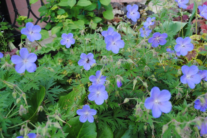geranium johnsons-blue