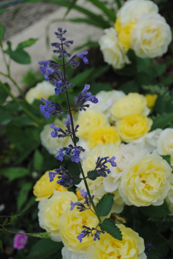 Nepeta faassenii Walkers Low + - 2016 plantele mele II