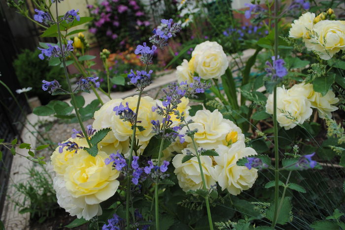 23 mai - 2016 gradina mea