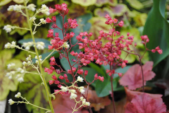 + flori heuchera electra