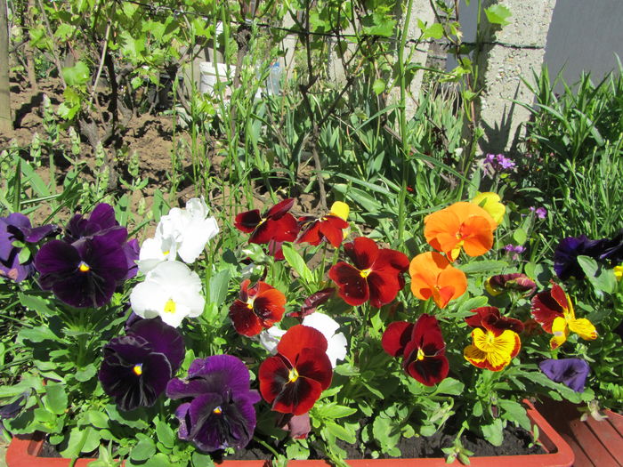IMG_0251 - Flori de gradina-2016-Primavara