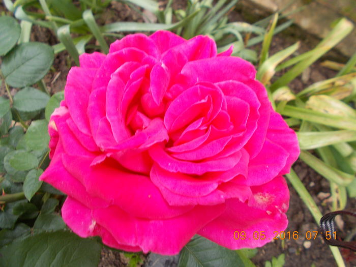 roz siclam - TRANDAFIRI 2016