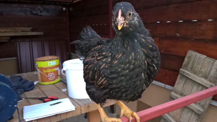 WP_20160524_19_17_30_Pro