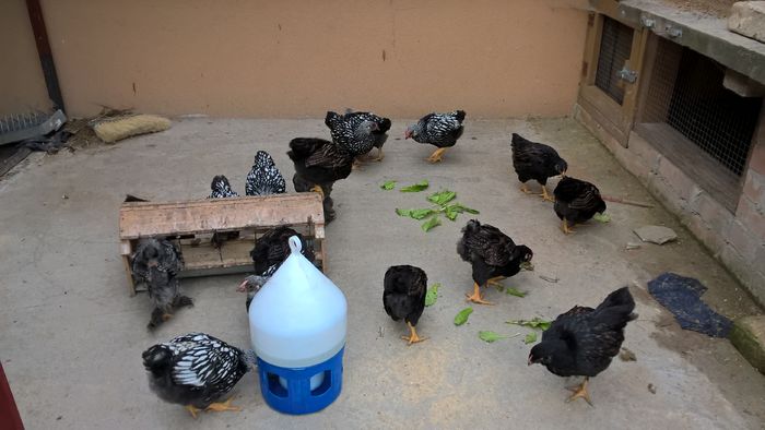 WP_20160524_19_16_24_Pro