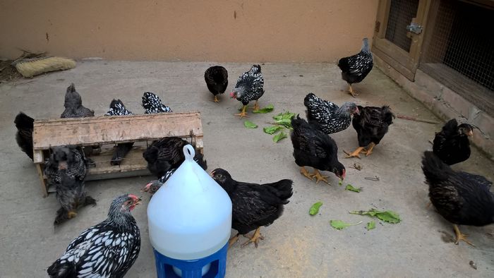 WP_20160524_19_16_33_Pro