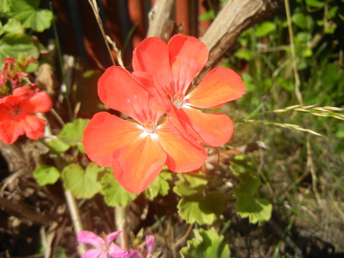 Red Geranium (2015, August 03)