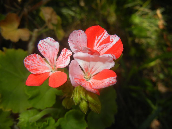 Red & White Geranium (2015, Aug.10)