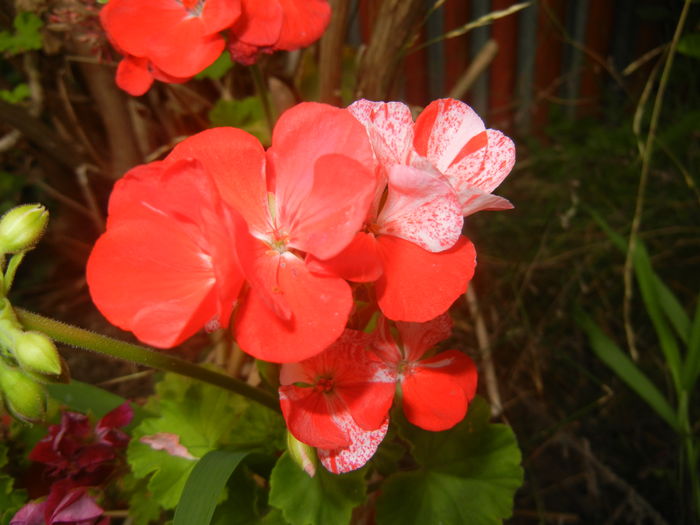 Red & White Geranium (2015, Aug.17)