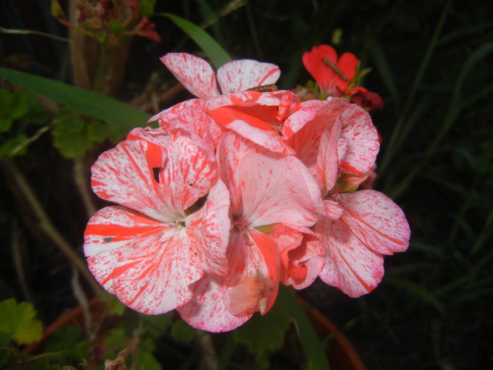 Red & White Geranium (2015, Aug.26)