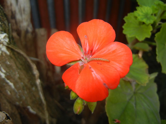 Red Geranium (2015, August 26)