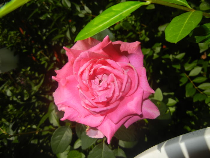Rose Pink Peace (2015, August 03)