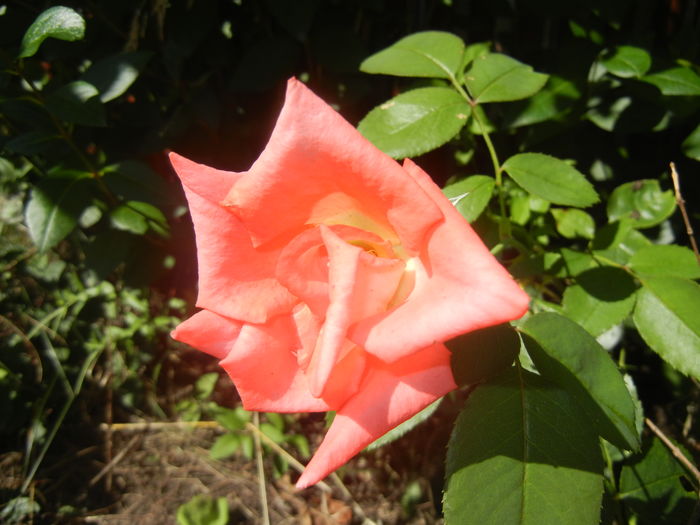 Rose Monica (2015, August 03)