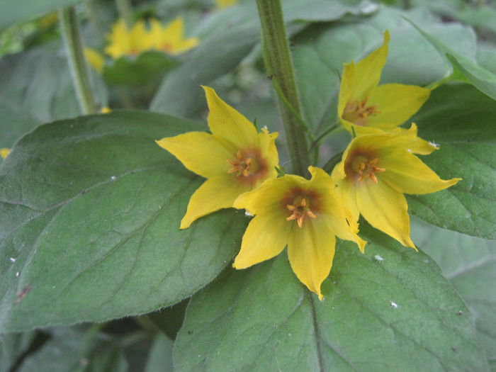 Lysimachia punctata - a-a Flori  2016