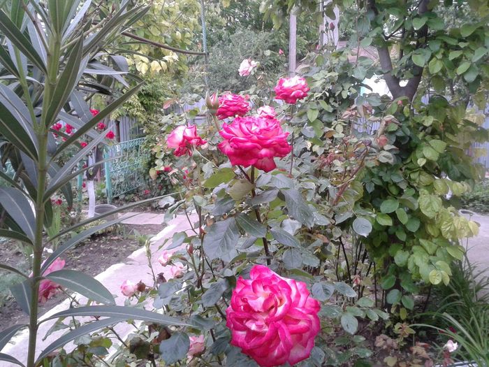 13227608_1046717158734393_698963750977449073_o - floricele ingrijite de mama