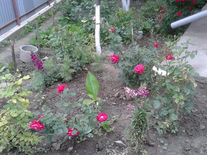 13235428_1046716308734478_2994206334375981587_o - floricele ingrijite de mama