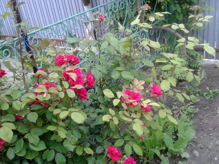 13235511_1046717065401069_5435552143861654896_o - floricele ingrijite de mama