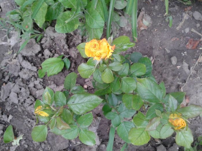 13235651_1046715992067843_275453631200331428_o - floricele ingrijite de mama