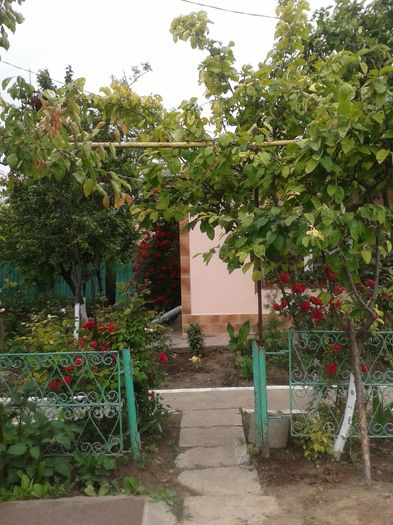 13246437_1046716118734497_2683666024517112952_o - floricele ingrijite de mama