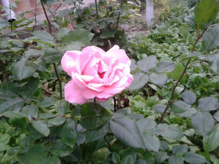 13248592_1046716788734430_510245576622121352_o - floricele ingrijite de mama