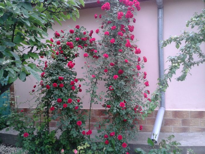 13254788_1046716942067748_1187743345491694671_o - floricele ingrijite de mama