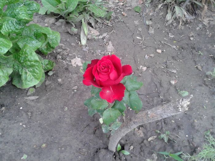 13254855_1046715998734509_9085860998519962644_o - floricele ingrijite de mama