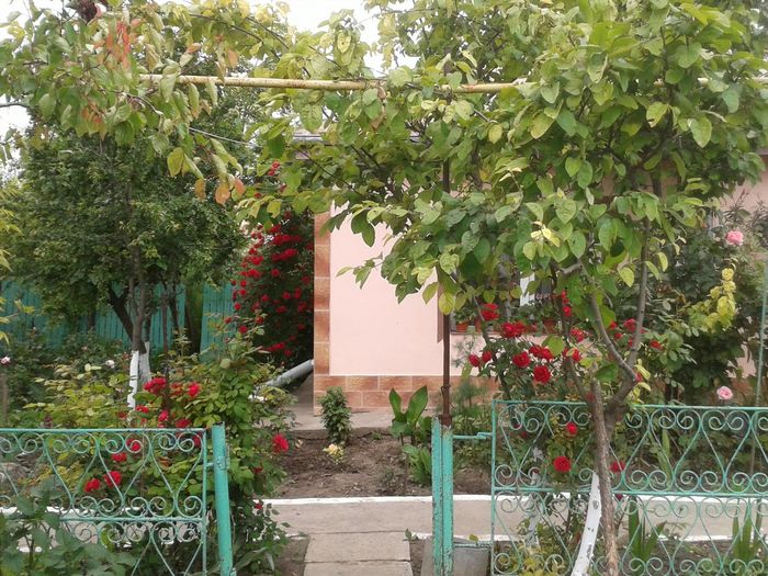 13268005_1046716168734492_1317843774961368623_o - floricele ingrijite de mama