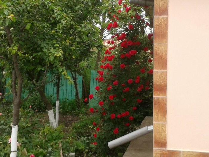 13268282_1046715952067847_8154060238946108721_o - floricele ingrijite de mama