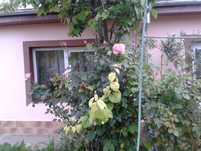 13301366_1046715968734512_700523411145406033_o - floricele ingrijite de mama