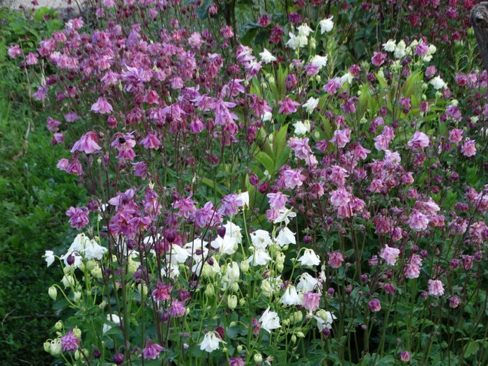 DSC06917 - In gradina 2016